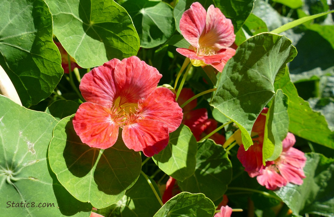Pink Nasturtium blooms surrounded by green leaves