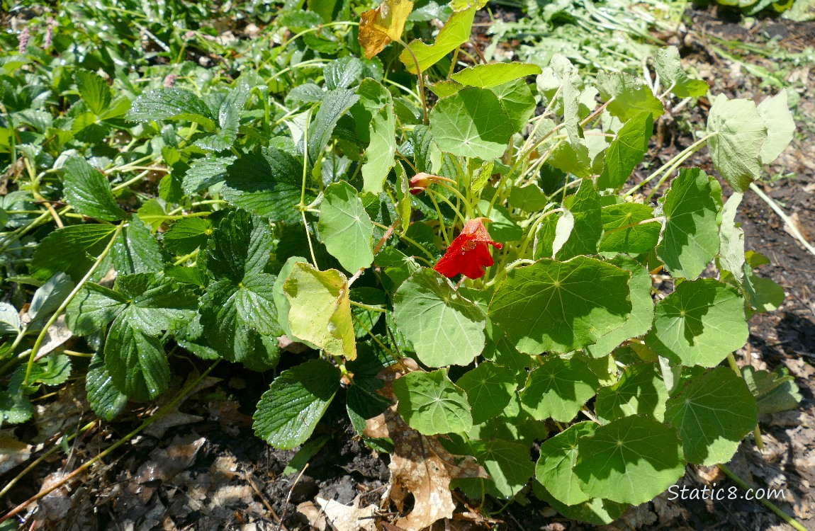 Nasturtium plant next to a strawberry plant