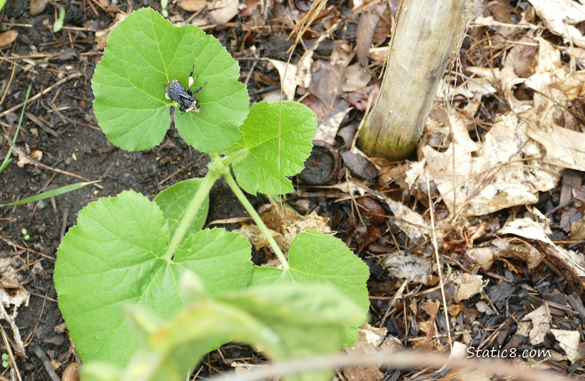 Bumblebee sitting on a small squash plant