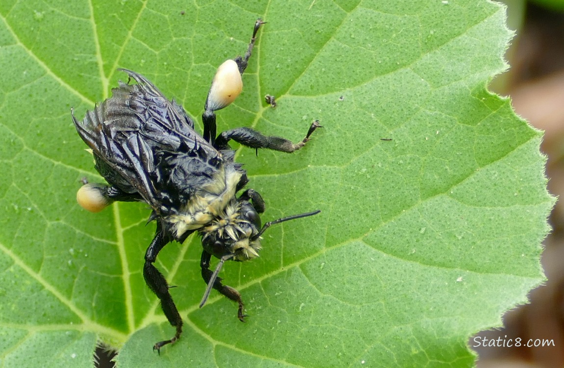 Bumblebee sitting on a green leaf
