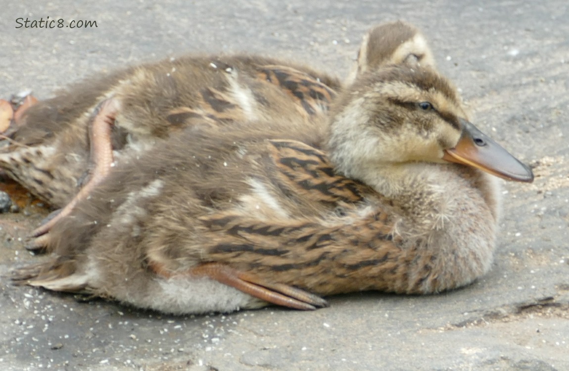 Two Ducklings sitting on a rock