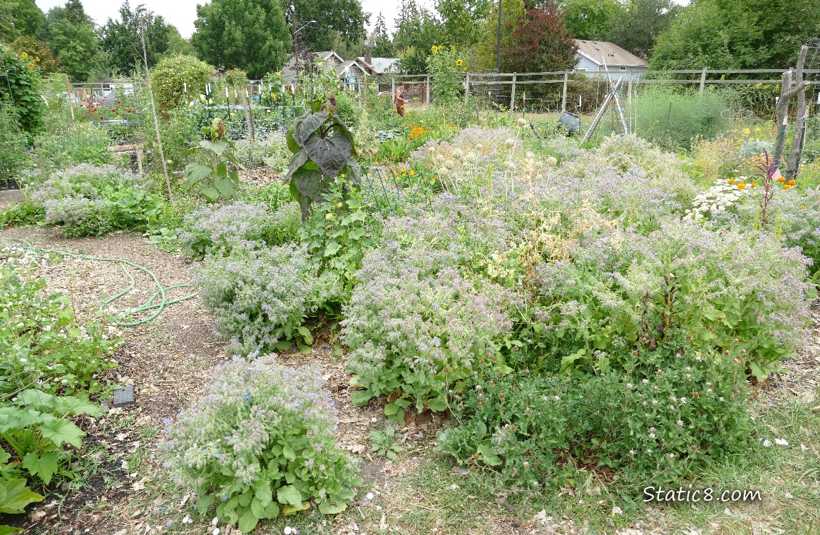 Garden plot