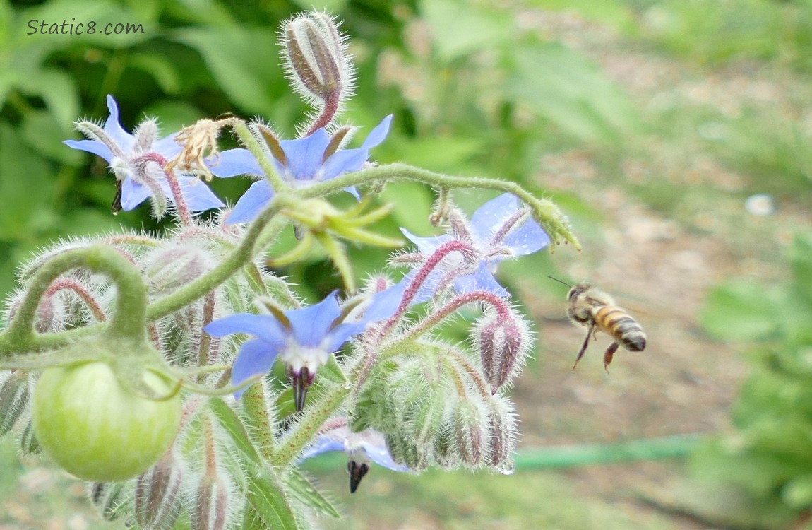 Honey Bee flying next to a Borage bloom