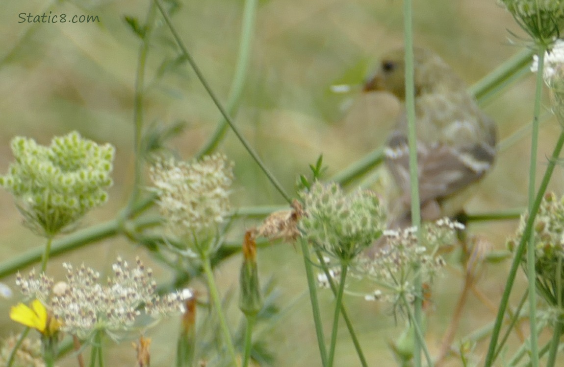 Blurry Lesser Goldfinch behind stalks of plants