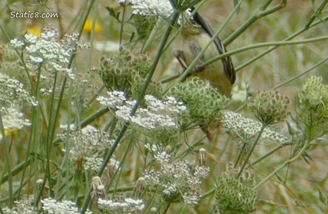 Goldfinch leans down from a stalk of grass