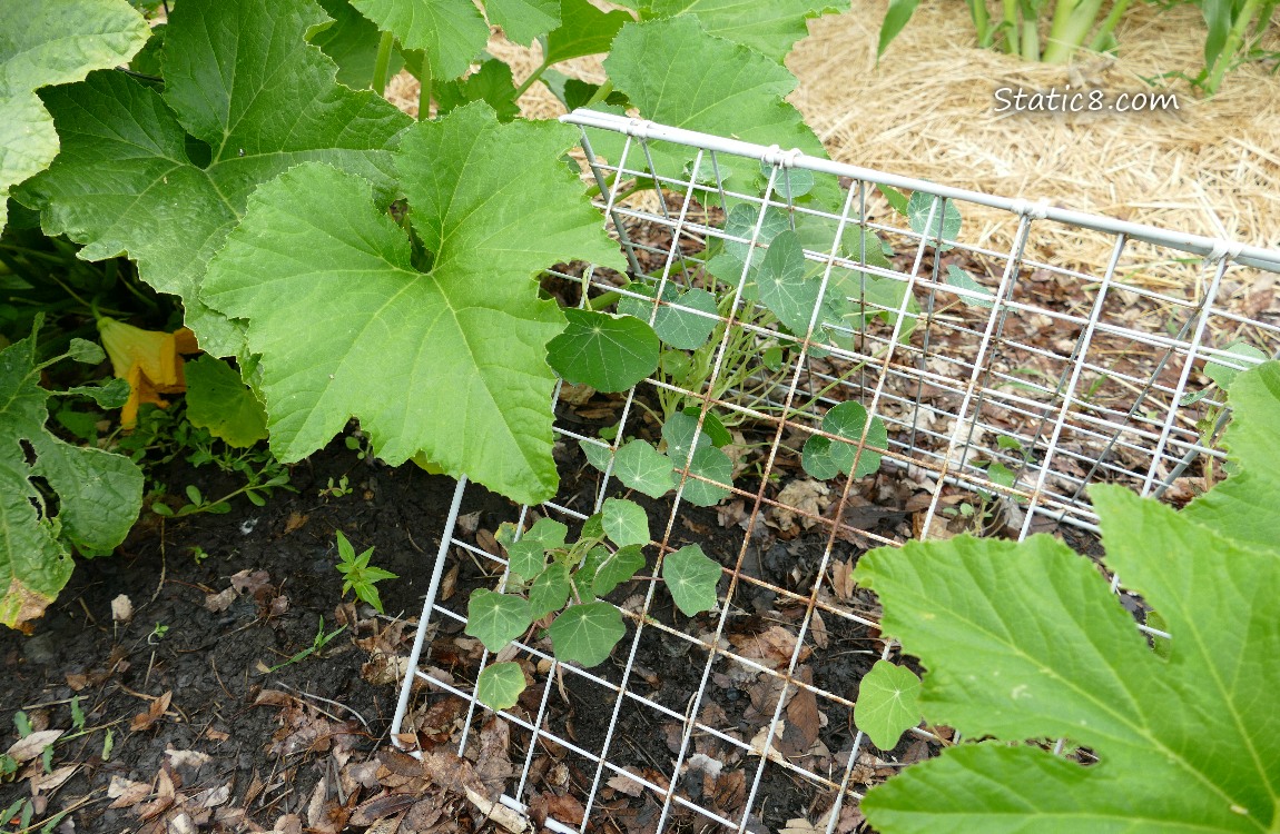 Nasturtium plants growing between squash plants