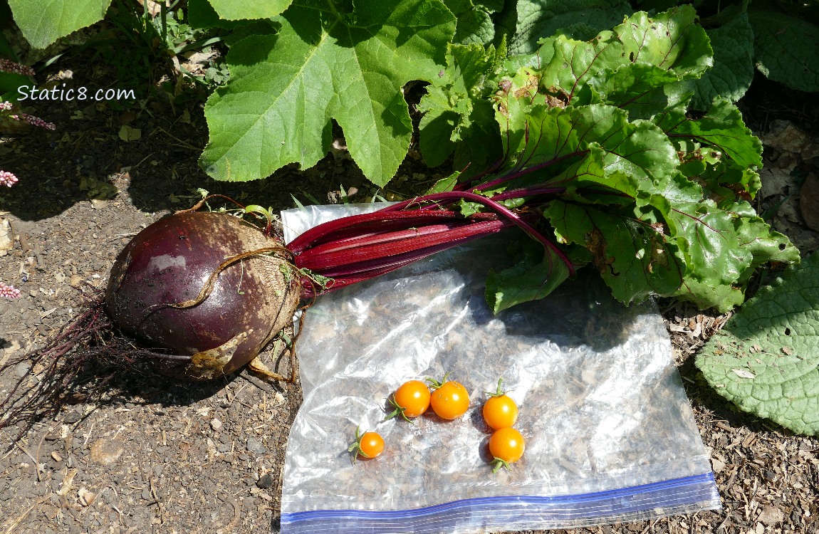 Harvested beet and some sungolds