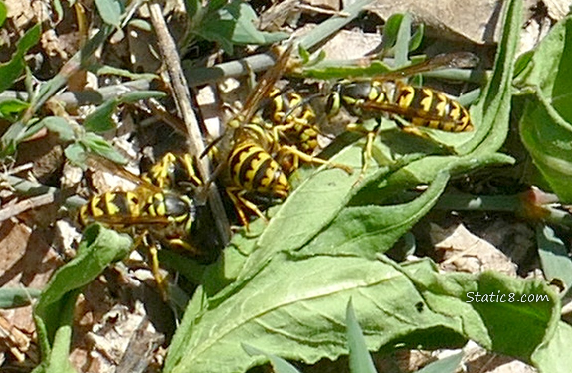 Yellow Jackets in a group on the ground