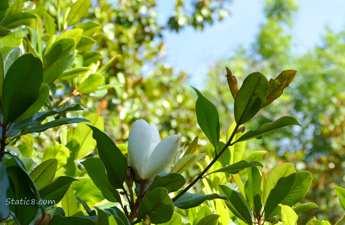 Southern Magnolia bloom with green leaves of the tree all around and blue sky peeking thru