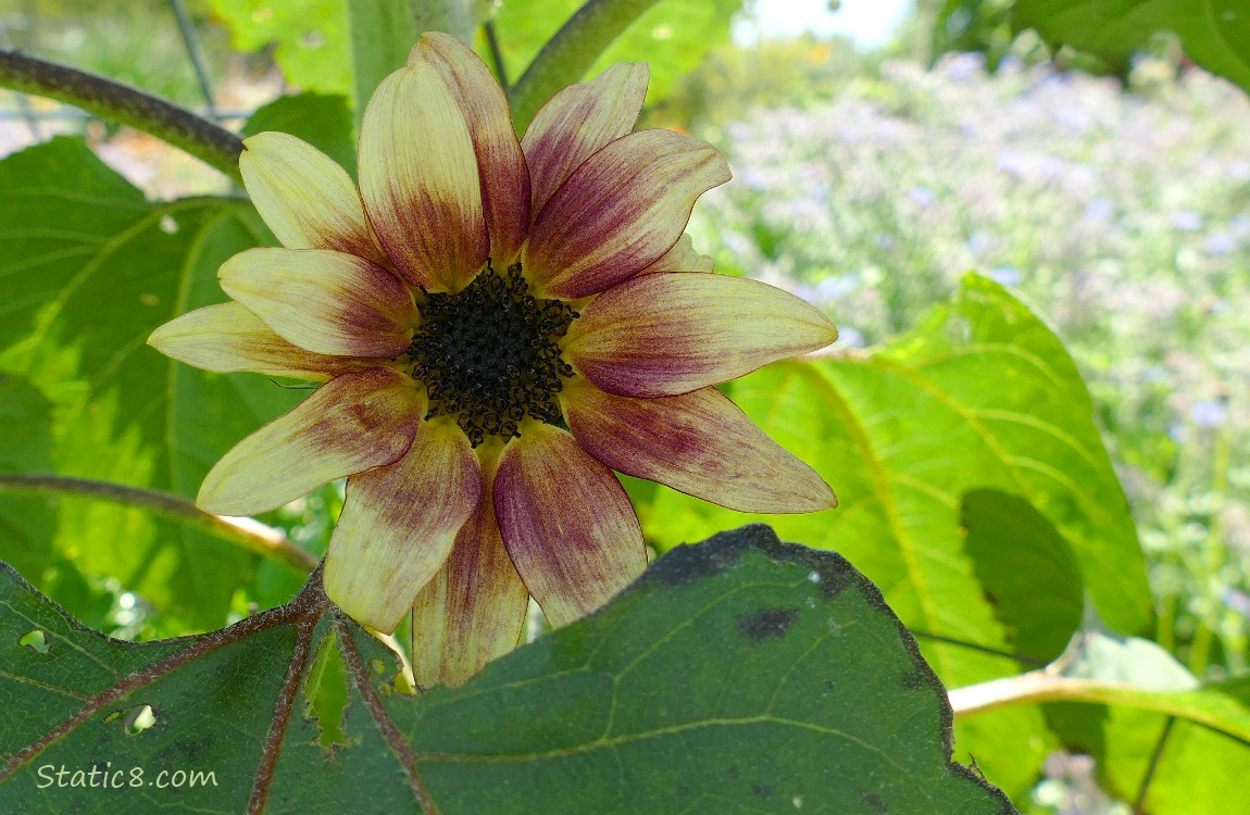 Small sunflower bloom under leaves