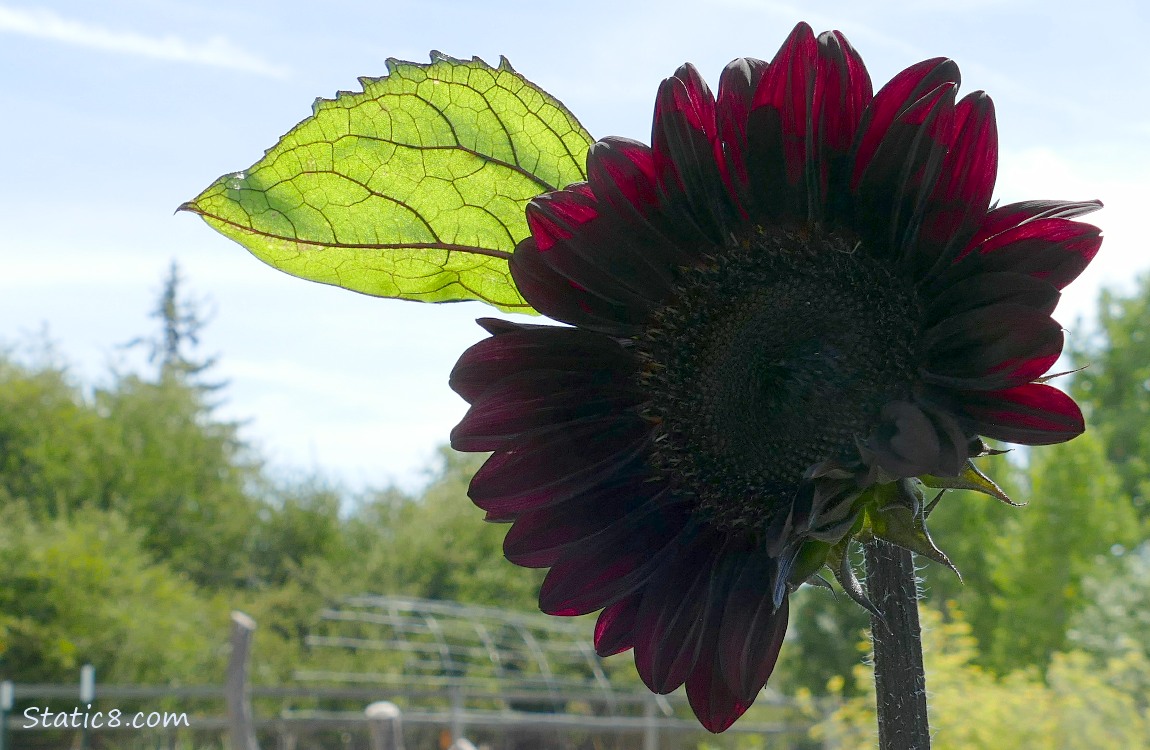 ProCut Red Sunflower bloom