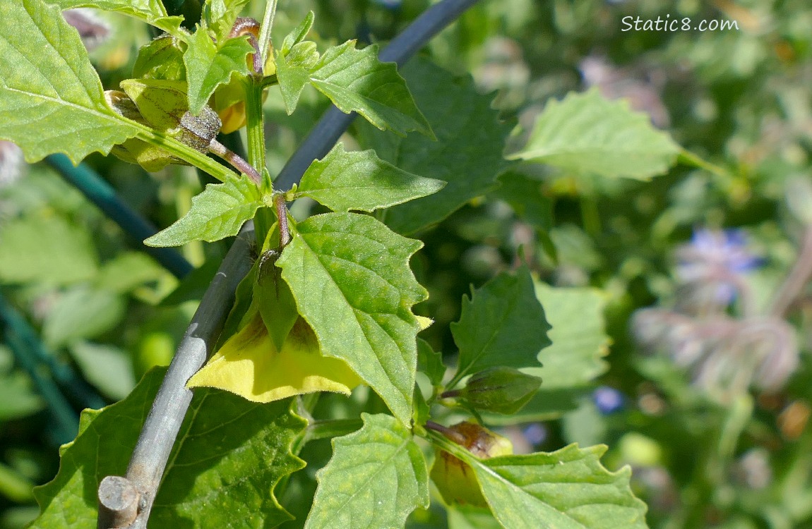 Tomatillo leaves and a flower in shadows