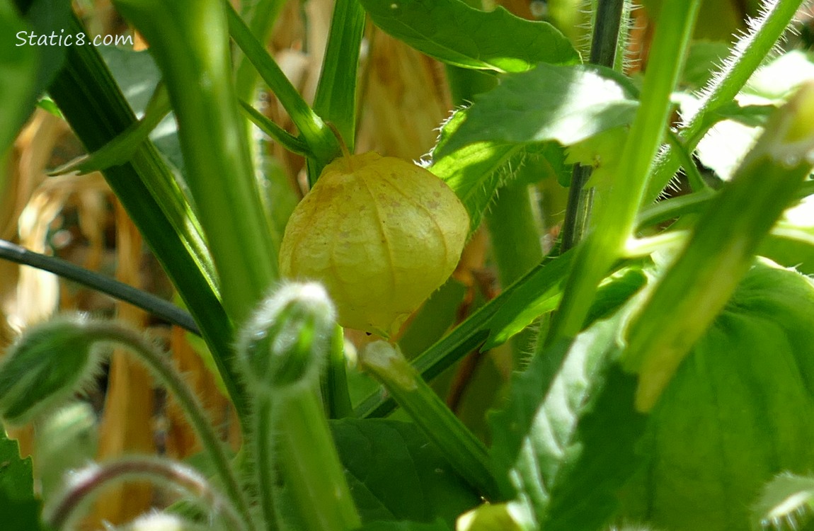 Yellow tomatillo fruit hanging from the vine