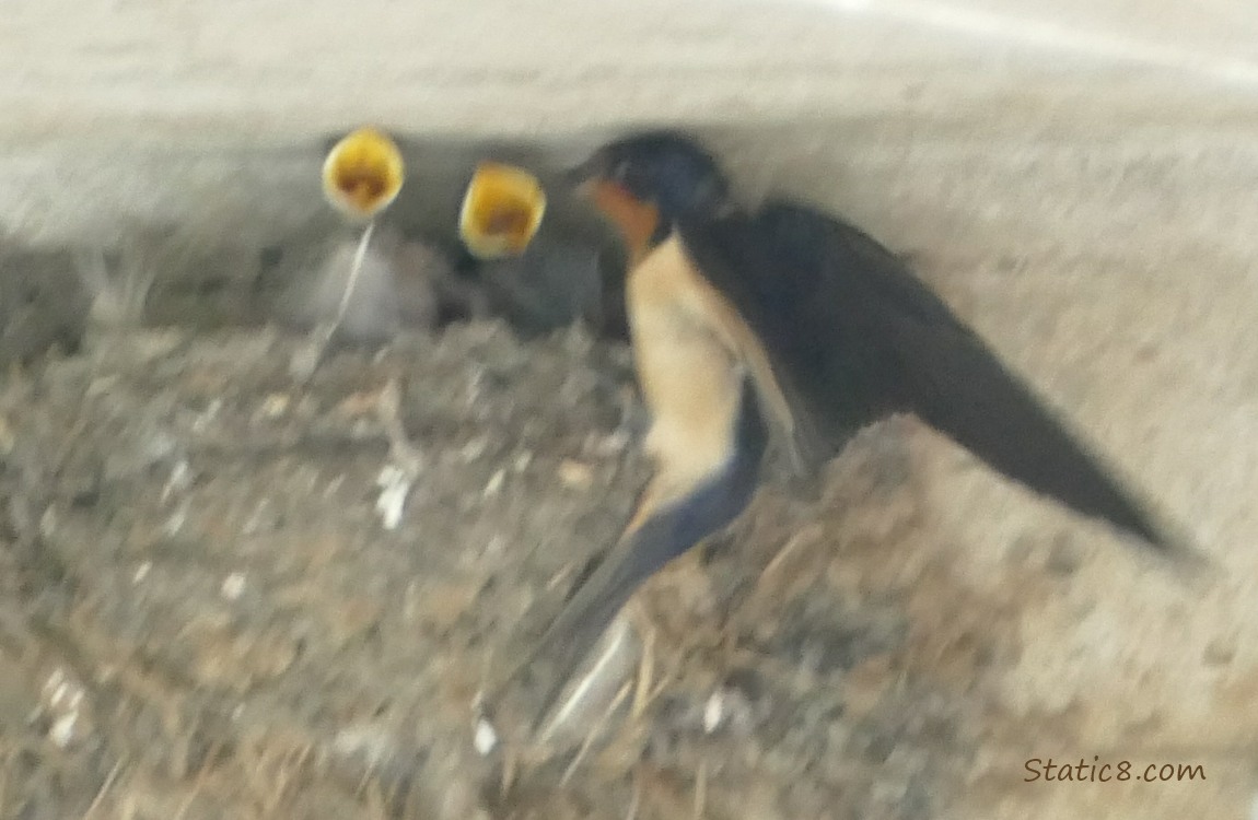 Blurry Barn Swallow parent at the edge of the nest, two babies begging