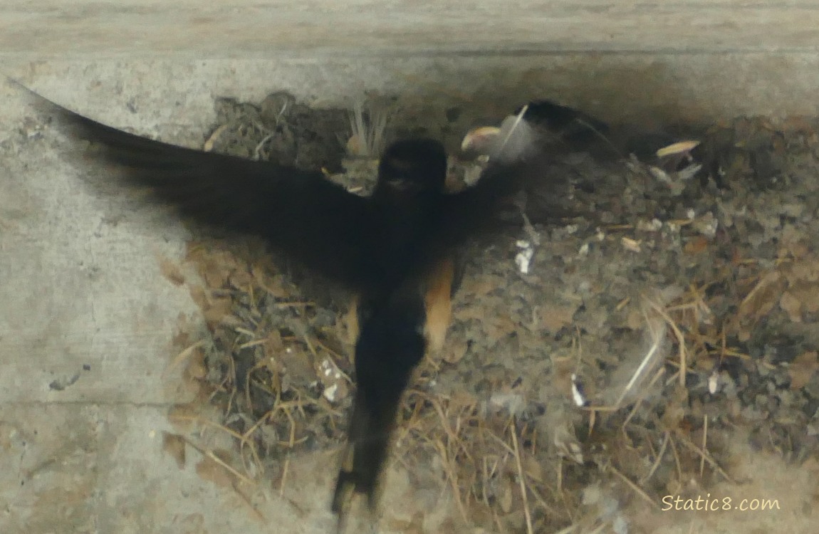 Barn Swallow parent flying to the nest