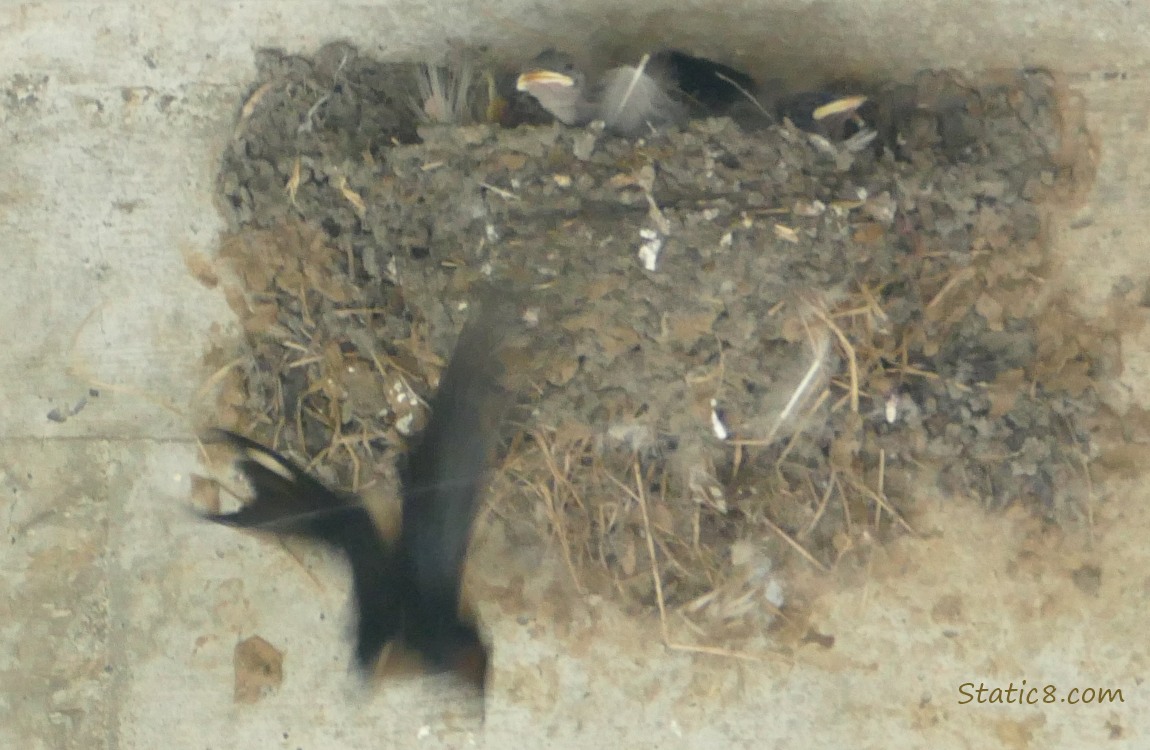 Blurry Barn Swallow parent flying away from the nest