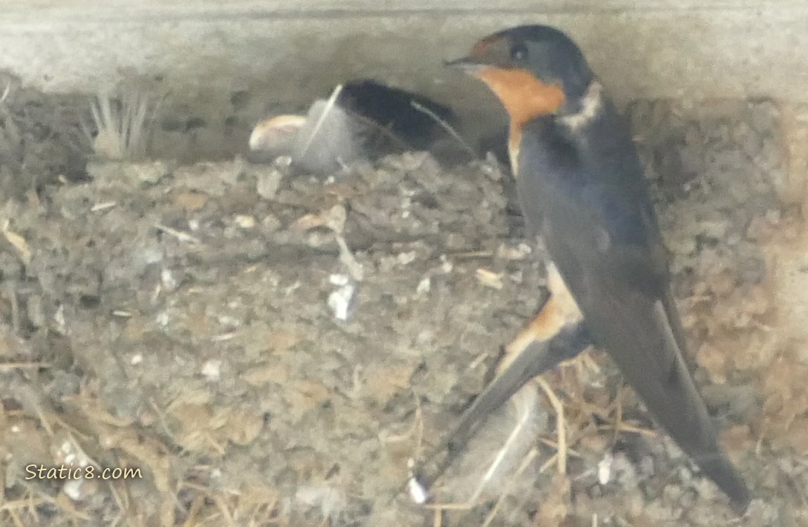 Barn Swallow parent perched at the edge of the nest