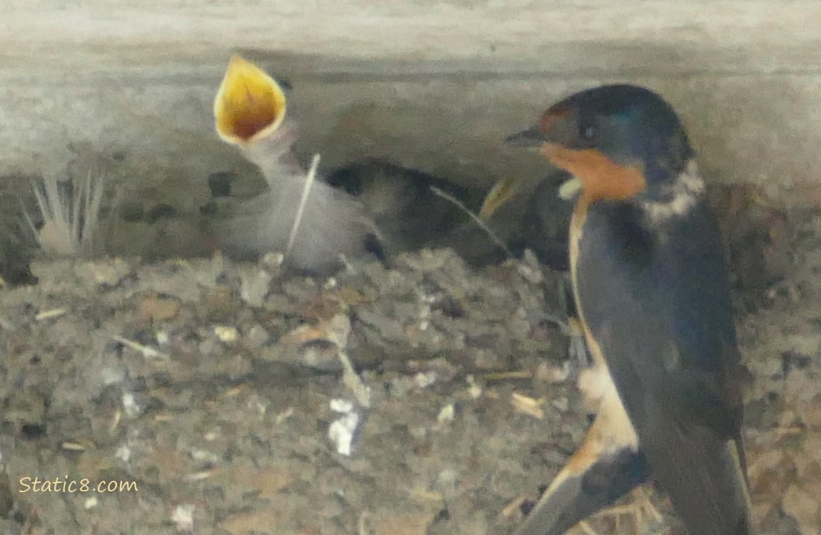 Begging Barn Swallow baby in the nest, a parent perches at the edge of the nest