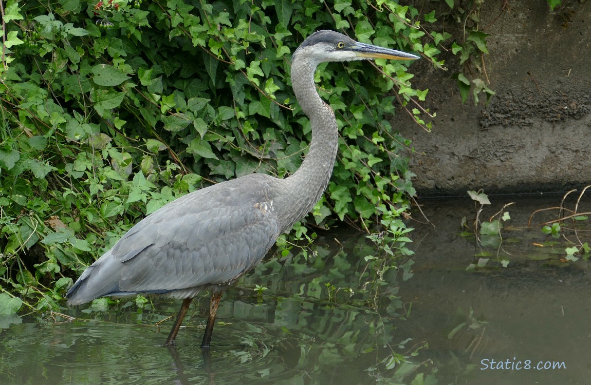 Great Blue Heron standing in shallow water, with the bank of the creek behind her