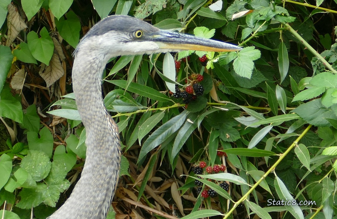 Closeup of a Great Blue Heron face