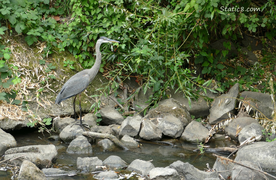 Great Blue Heron standing on a rock in the creek
