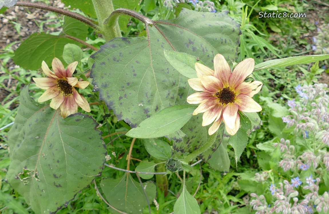 Small sunflower blooms
