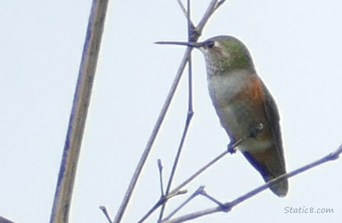 Hummingbird standing on a twig, grey sky behind