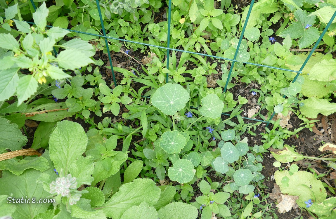 Nasturtiums growing among weeds