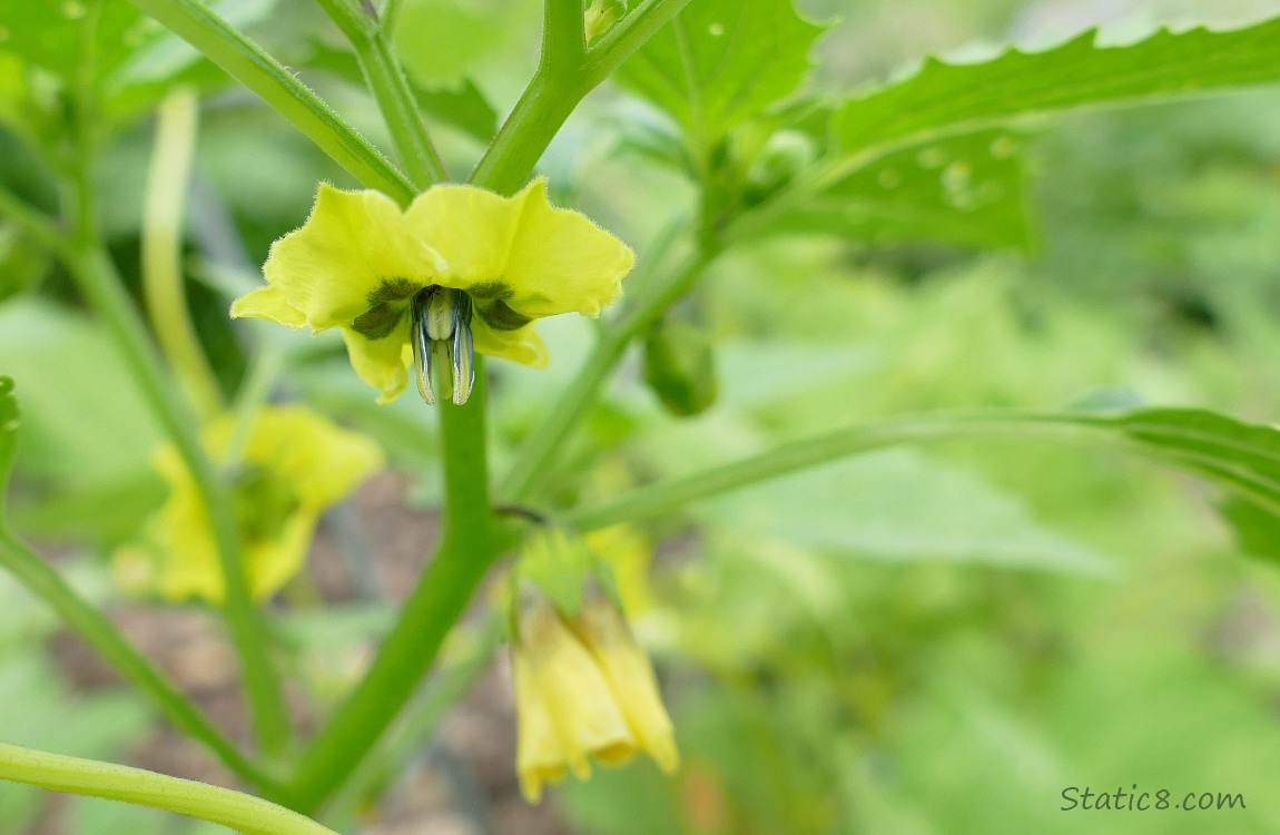 Yellow Tomatillo bloom