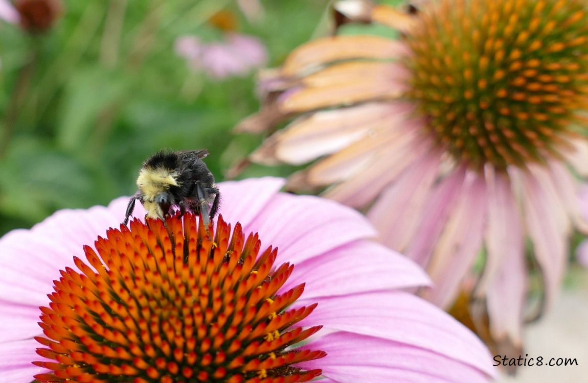 Bumblebee on an Echinacea bloom