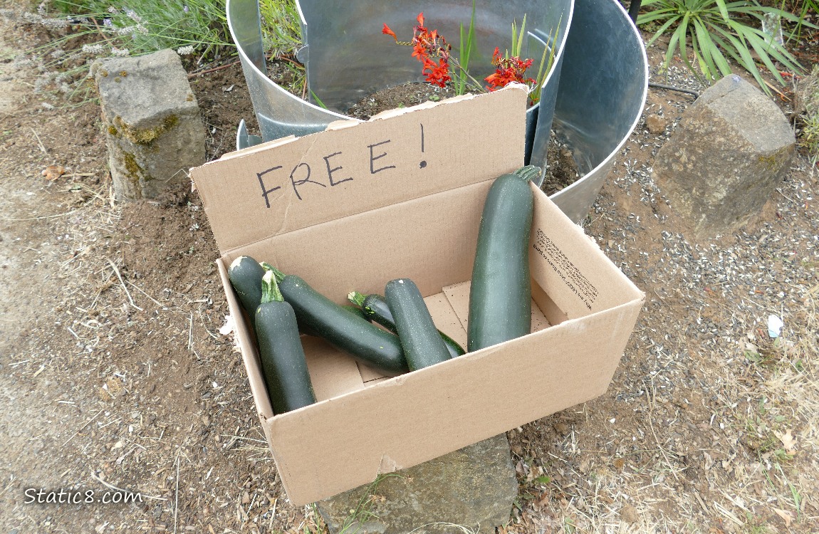 Cardboard box of harvested Zucchini squashes with a sign that says FREE