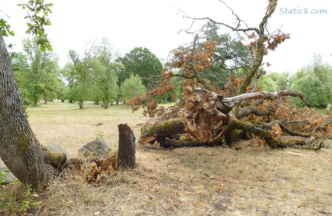 fallen tree