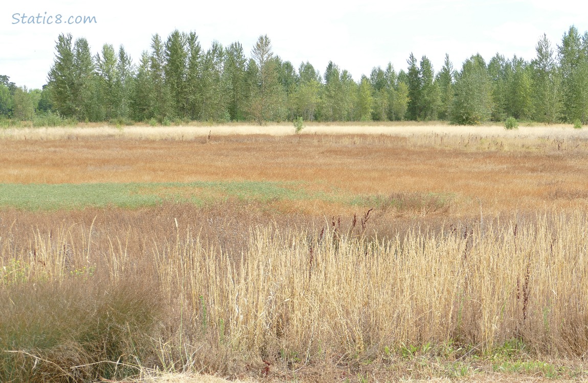 Prairie grasses with trees in the distance