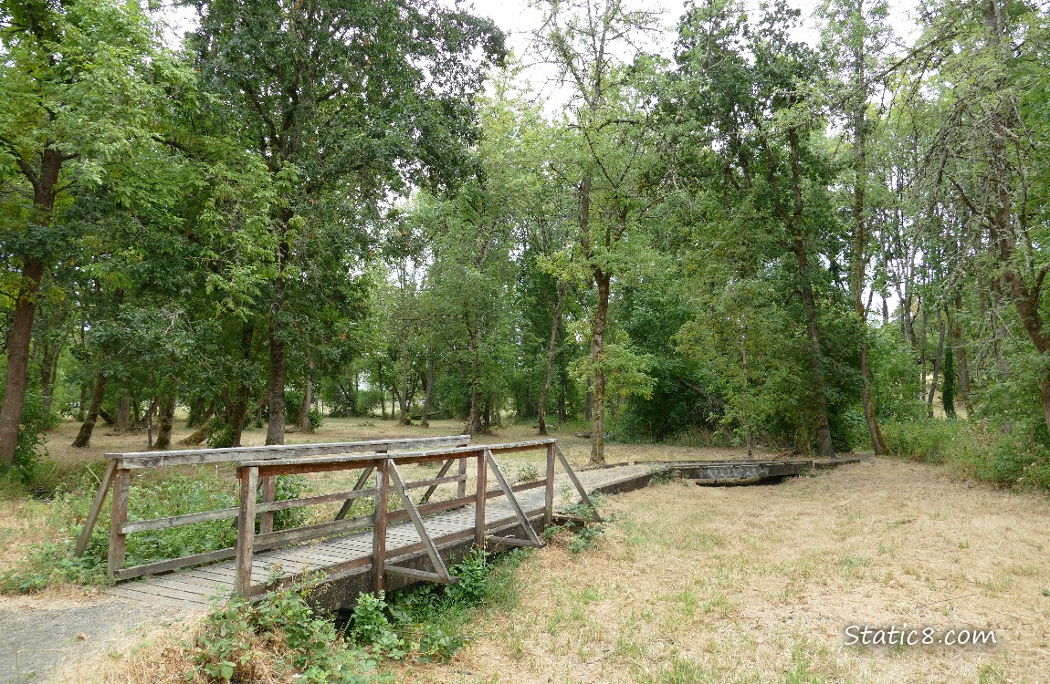 Wooden walking bridge in front of a forest