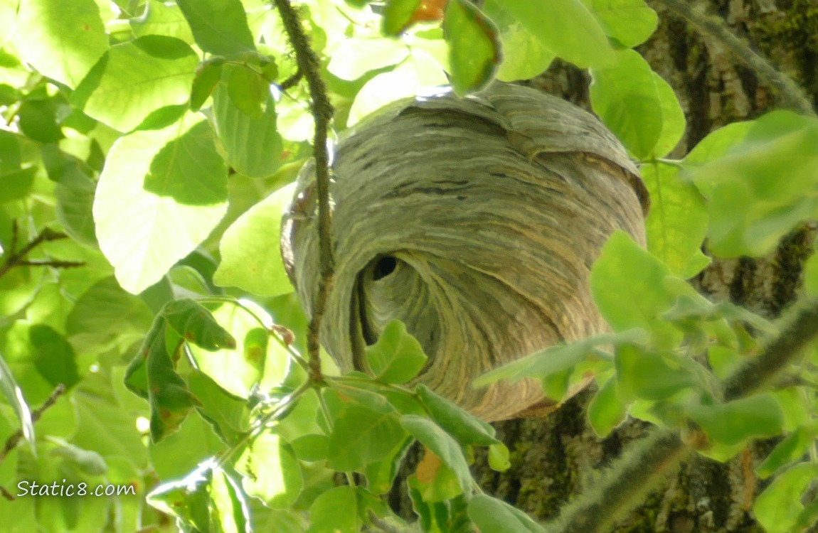 Wasp nest in a tree