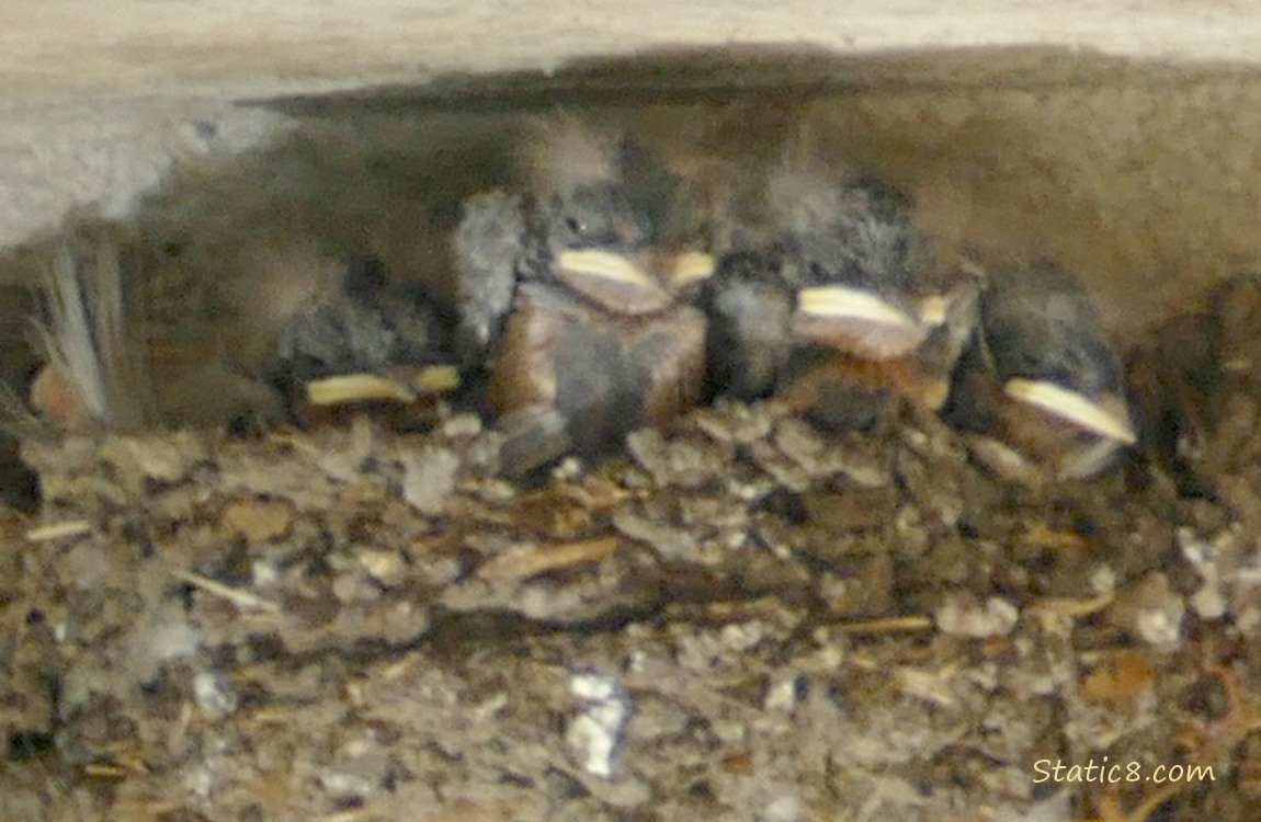 Barn Swallow babies in the nest