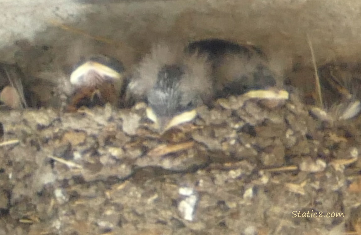 Barn Swallow babies sleeping in the nest