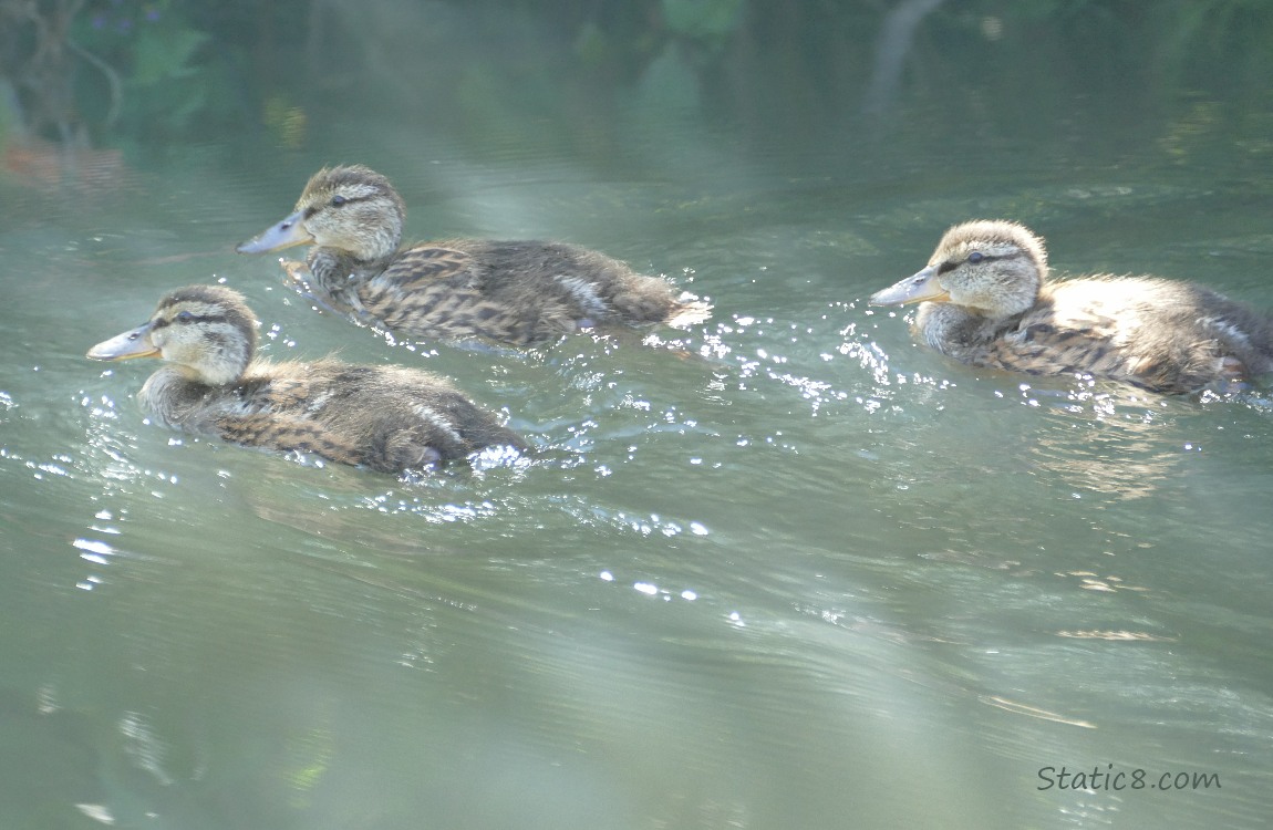 Ducklings paddling on the water
