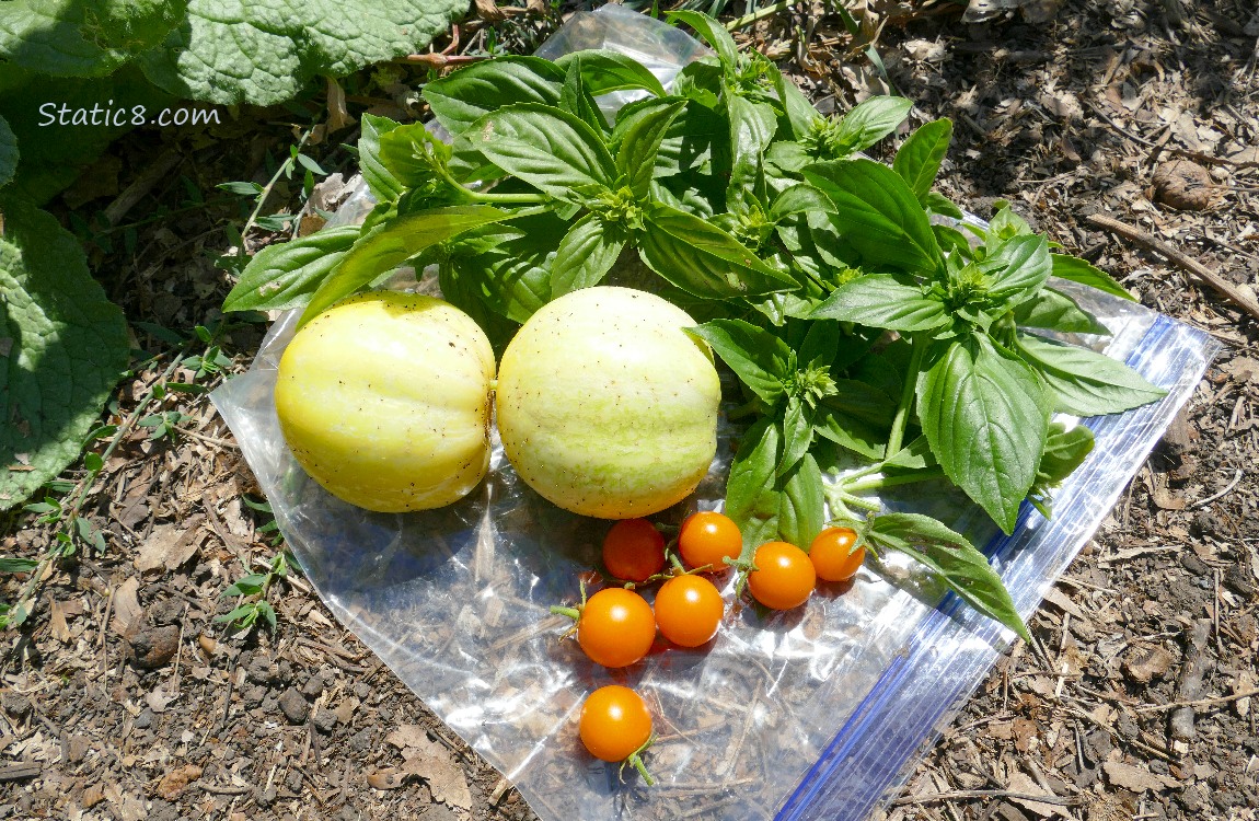 Harvested veggies laying on a ziplock bag on the ground
