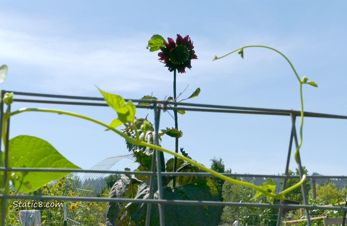 Bean vine with a silhouetted sunflower and the blue sky