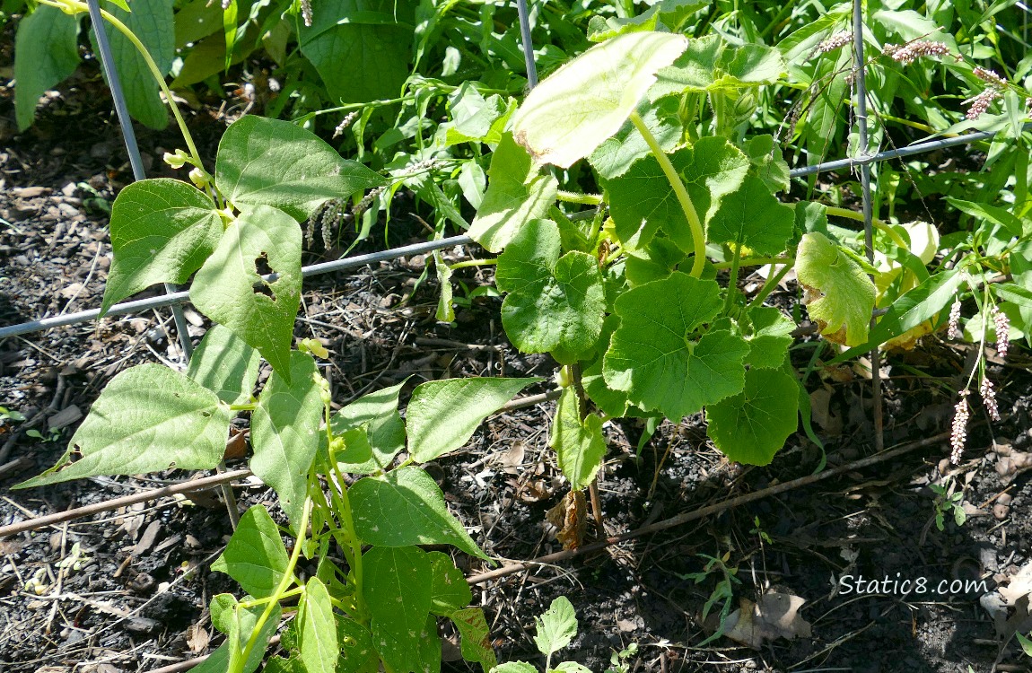 Bean plant and squash plant under a wire trellis