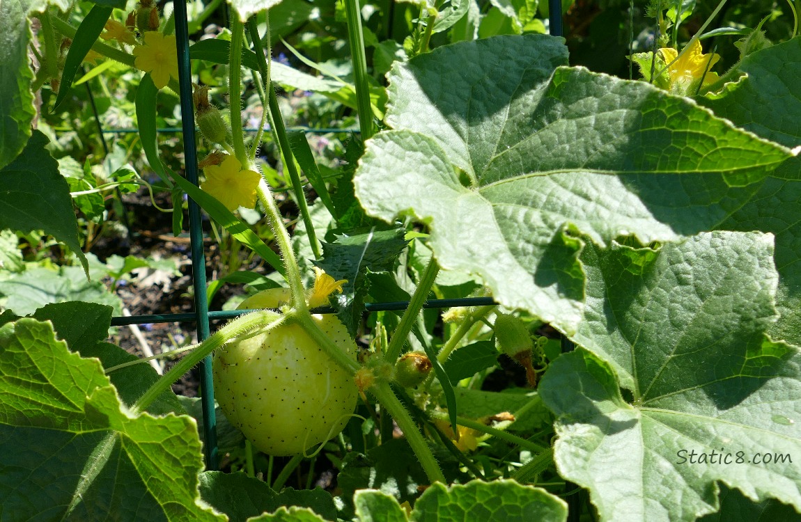 Lemon Cucumber growing on the vine with flowers