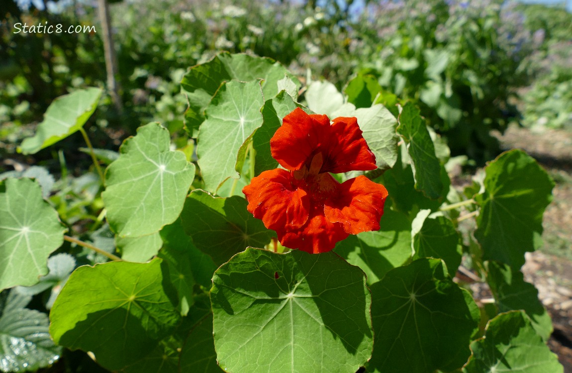 Red Nasturtium bloom over green leaves