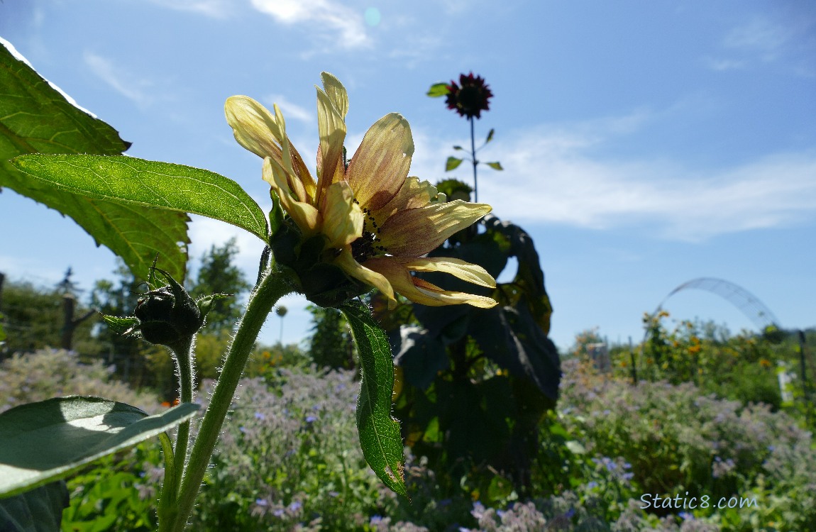 Sunflowers silhouetted with blue sky behind