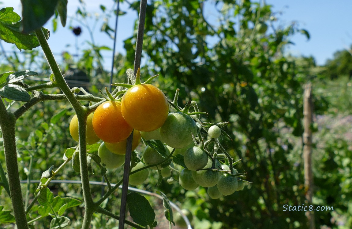 Ripening Sungold tomatoes under the blue sky