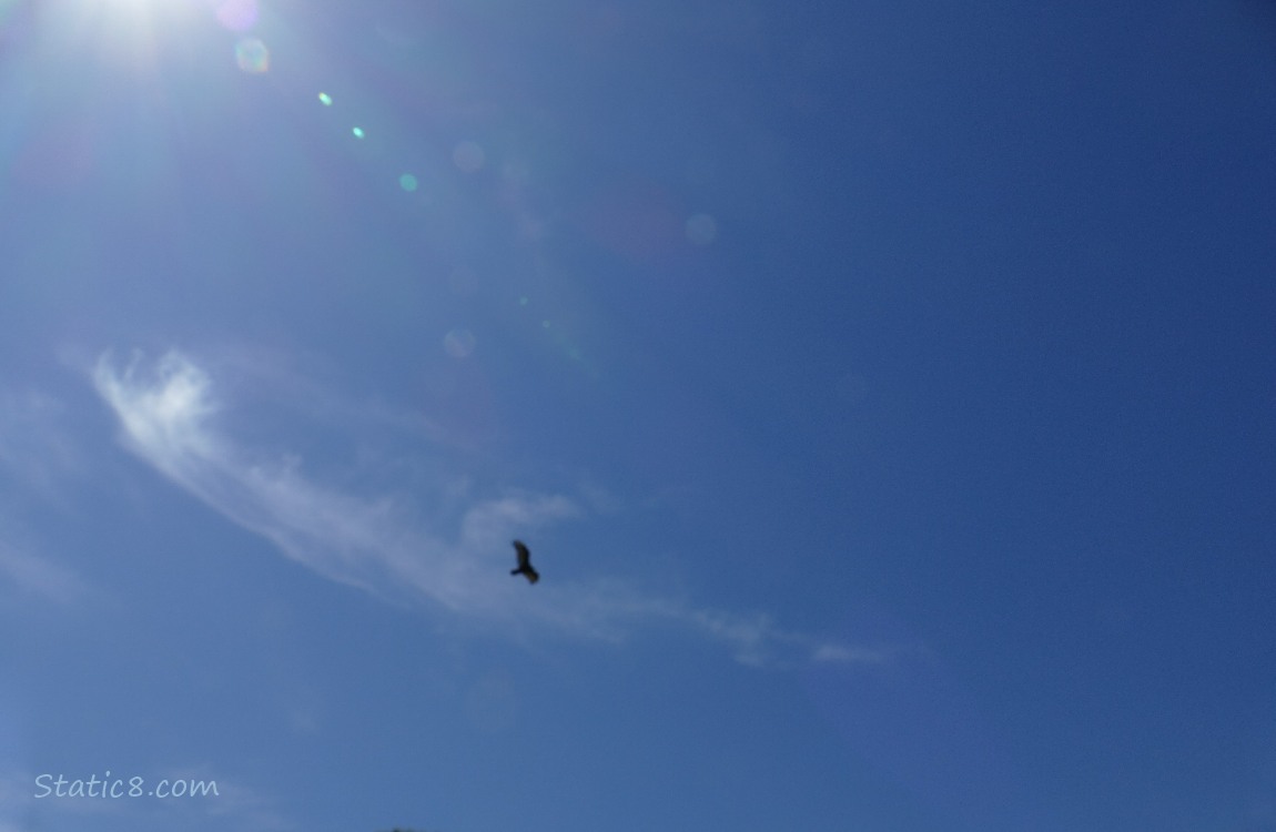 Blue sky with a vulture flying
