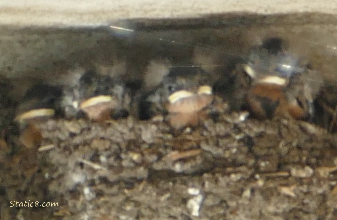 Barn Swallow babies in the nest