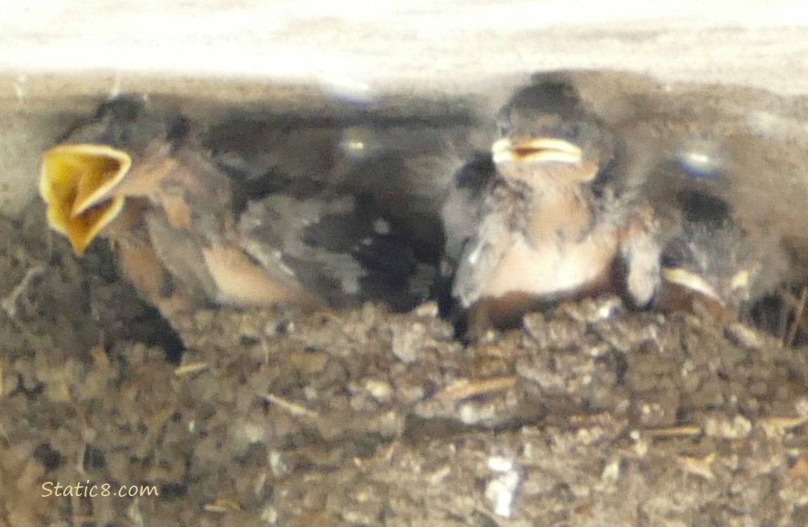 Barn Swallow babies begging in the nest