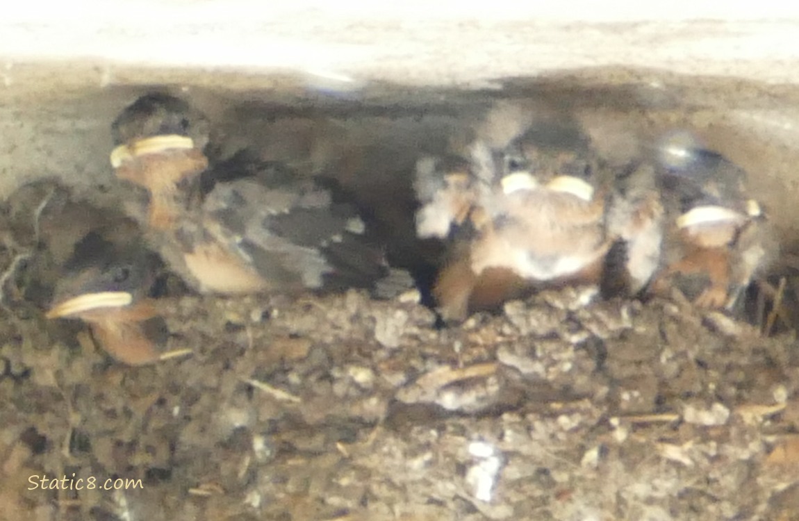 Barn Swallow babies in the nest