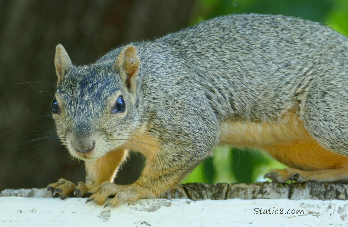 Squirrel standing on a wood fence